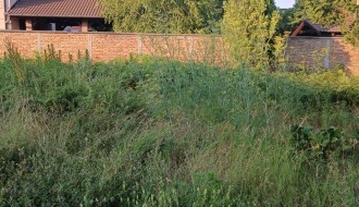 Trava uskoro kreće preko zida (Kireška ulica)