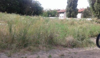 Ambrozija pored Kireške