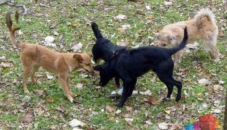 Čopor pasa lutalica u Aleksandrovu