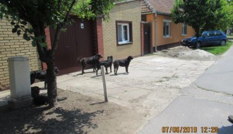 Čopor pasa u Kordunaškoj ulici