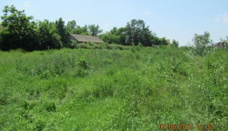 Čopor pasa u Kordunaškoj ulici