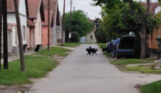 Čopor pasa u Kordunaškoj ulici