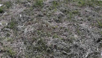 Kako se održava Senćansko groblje?