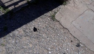 Kako se održava Senćansko groblje?