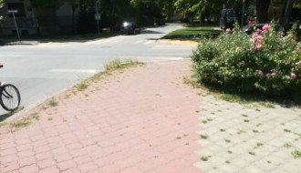 Korov na šetalištu na Radijalcu