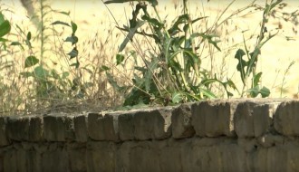 Korov u strogom centru