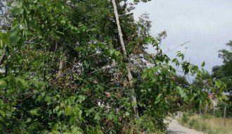 Puknuta drvena bandera u Bračkoj ulici