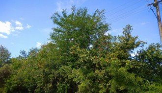 Drvo uraslo u elektro kablove (Uskočka ulica)