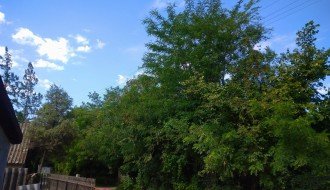 Drvo uraslo u elektro kablove (Uskočka ulica)