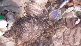 Tavankut ima problem: "alternativno gradsko-prigradska deponija"