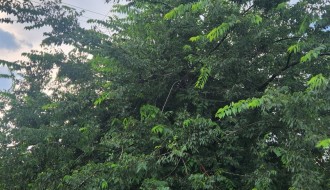 Gelegunja obrasla u banderu