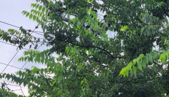 Gelegunja obrasla u banderu