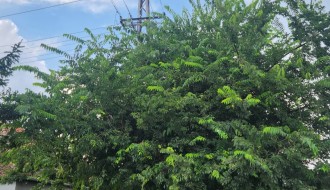 Gelegunja obrasla u banderu