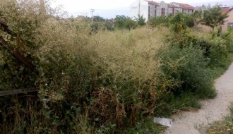 Ambrozija na Prozivci