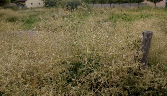 Ambrozija na Prozivci