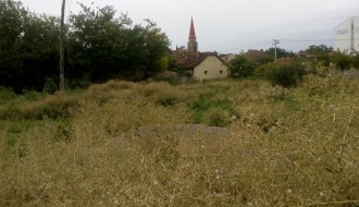 Ambrozija na Prozivci