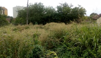 Ambrozija na Prozivci