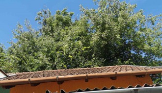 Opasno veliko drveće čeka na uklanjanje