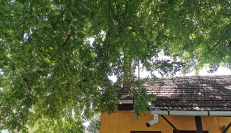 Opasno veliko drveće čeka na uklanjanje