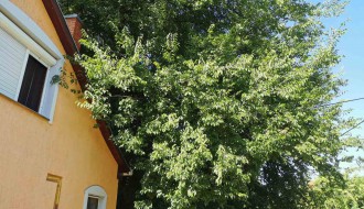 Opasno veliko drveće čeka na uklanjanje