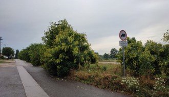 Žbunje-divlje rastinje u Verušićkoj uluci