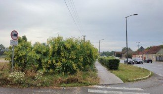 Žbunje-divlje rastinje u Verušićkoj uluci