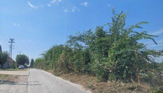 Žbunje-divlje rastinje u Verušićkoj uluci