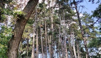 Seča stogodišnje borove šume