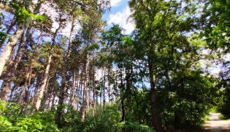 Seča stogodišnje borove šume