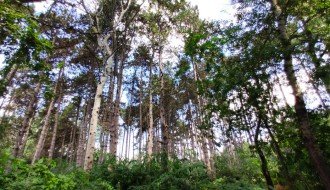 Seča stogodišnje borove šume