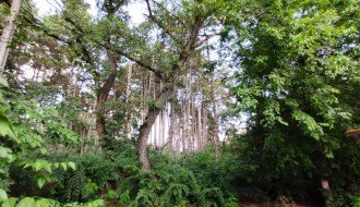 Seča stogodišnje borove šume