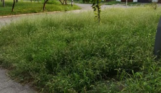 (Ne)košenje trave na Prozivci