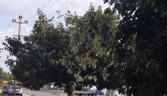 Električne žice u krošnji drveća (ugao Đorđa Natoševića i Prvog ustanka)