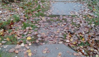 Izvaljeno stablo i oštećeni tortoar na Segedinskom putu