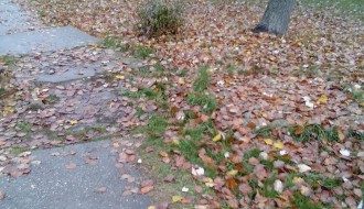 Izvaljeno stablo i oštećeni tortoar na Segedinskom putu