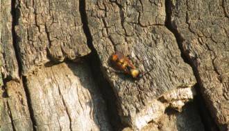 Gnezdo stršljenova na Paliću na dečijem igralištu