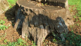 Gnezdo stršljenova na Paliću na dečijem igralištu