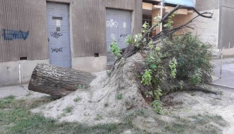 (Za)ostalo srušeno drvo kod ulaza u zgradu