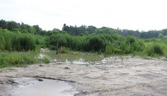 Neodržavana površina kod nekadašnjeg Vitoroga, širi se ambrozija, alergični u velikom problemu