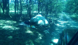 Divlje deponije u kelebijskoj šumi