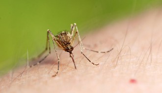 (Kako izgleda) prskanje komaraca na Paliću