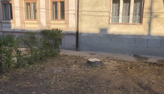 Posečena stabla, a ostavljeni panjevi u ulici Henrika Sjenkjevića