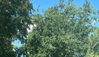 Problemi sa strujom na Čantavirskom putu