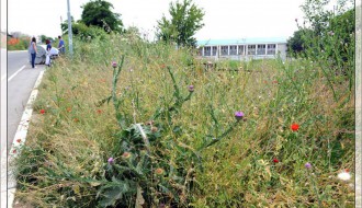 Apel za šišanje zelenila