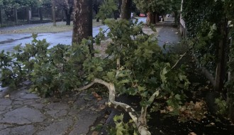 Neorezana drva u Igumanskoj ulici