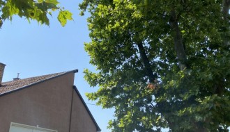 Neorezana drva u Igumanskoj ulici