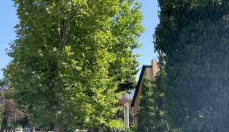 Neorezana drva u Igumanskoj ulici