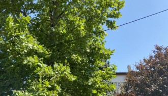 Neorezana drva u Igumanskoj ulici