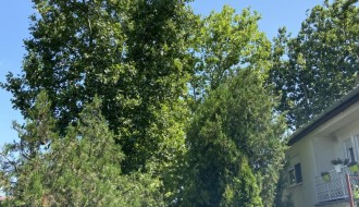 Neorezana drva u Igumanskoj ulici