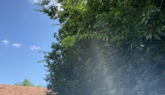 Neorezana drva u Igumanskoj ulici